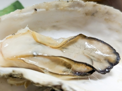 【生牡蠣】【生食用】三重県産 浦村かき カンカン焼き×2缶（1缶あたり 殻付き Mサイズ牡蠣 約40～50個前後、約4キロ入り）
牡蠣 カキ 貝類 海鮮 BBQ 歳暮 熨斗 母の日 父の日【冬ギフト】