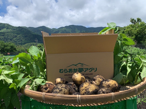 【１人１回だけの特別品】　兵庫県但馬産新じゃが！　《きたあかり　箱入２kg》
【父の日ギフト】