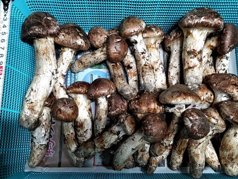 【秋の味覚の王様】松茸/マツタケ/まつたけ/純国産/ほぼつぼみ/202g【特上】【最短当日発送】