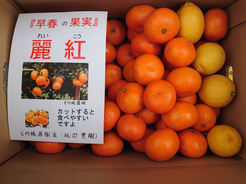 【数量限定値引き商品】訳あり小玉　「麗紅」（れいこう）５㎏レモンおまけ付き