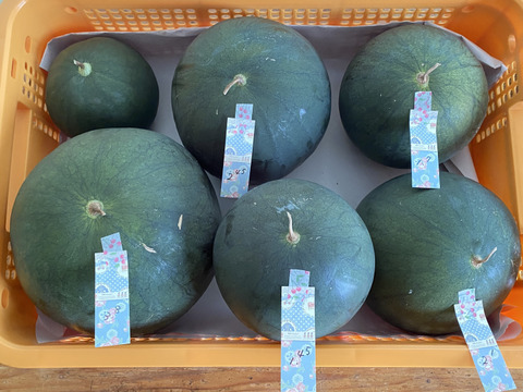 今期最終【自然栽培🍀固定種🍉黒小玉スイカ】3kg台（冷蔵庫サイズ）シャリっと甘くてジューシー（１個）