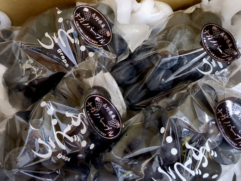 長野県産ナガノパープル1.5kg(3〜5房)