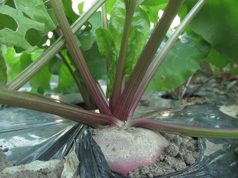 【世界の野菜旅】3種のカラフルビーツ1.5キロ