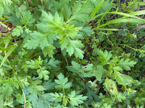 和ハーブ　新芽生よもぎ　300g