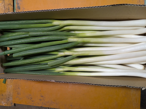 今が旬！白ネギ　３キロ