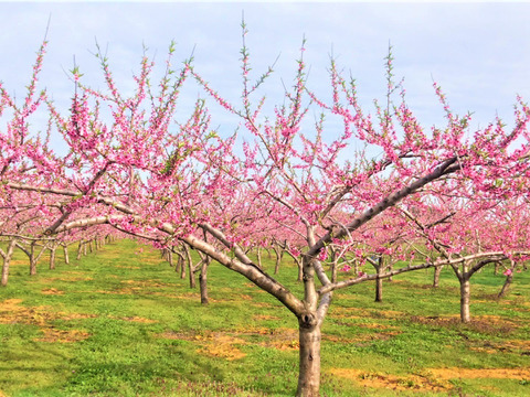 希少な桃　美桃紅　1.5kg 5玉前後　8月下旬【ASIAGAP認証農場：津軽農園】　安心・安全な桃　収穫した日に発送　家庭用　農家直送【朝どれ】