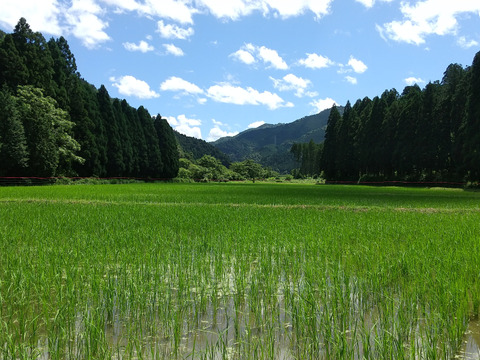 自然を大切に栽培した米粉　6.3kg【900g✕7個】京都・美山産
