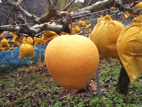 鳥取産・希少種「新雪梨5㎏(8～12玉入り)」