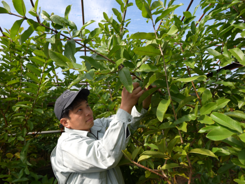 苦みや渋みがなく上品でやさしい味と好評♪【有機土佐國グァバ茶】ノンカフェイン高知県南国市の有機認証自家農園で農薬・肥料・除草剤一切不使用で自然栽培‼植物由来のソイロンテトラティーバッグ♪5包入り