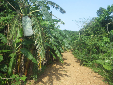 もちもち食感！！西表もちっこバナナ1.5ｋｇ