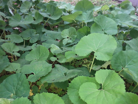 ばぁばの【フキ❗❗】約2kg！唐辛子つき🌶️🌶️🌶️子供に食べさせたい野菜😋🍙自称永遠の18才✨️✨️✨️ばぁばのモノスゴイ野菜🍅🍆🌽✨✨✨✨✨