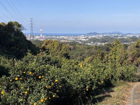 【年末までの限定100箱！】柑橘の女王 ゴールドクイーン4.5キロ