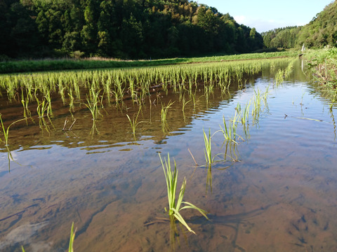 令和7年新米　谷津田で育ったお米たち
千葉県産こしひかり　1等　精米　5kg
