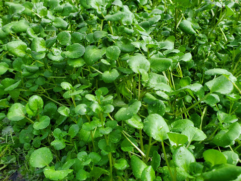 【2kg】クレソン　兵庫県産