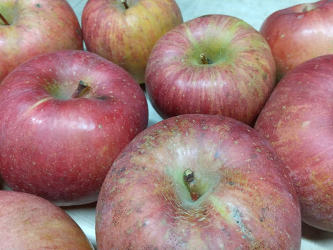 プライスダウン加工用シワシワりんごも入ります🍎10㌔品種おまかせ大玉中玉