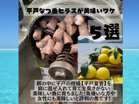 青空レストランで紹介された
平戸なつ香ヒラス半身（約１ｋｇ）真空パック・あら無し【さばき方＆魚レシピ付き】
長崎を代表するフルーツ魚！ヒラマサ【冬ギフト】【熨斗対応可】