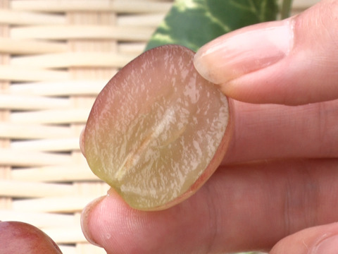 【希少 食べ比べ】牧丘天空の丘ブランド　皮ごと食べられる３色セット約1kg