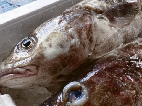 鍋・味噌汁・煮付けに！鱈の身＆あらセット　約１ｋｇ