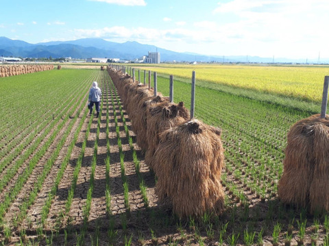（7月限定価格）( 先行予約 令和7年度 )( 山形県産 )（二代米・はえぬき）新米・5ｋ •昔ながらの天日干しでお米本来の味わいを是非！！ ( 旬な果物とご一緒に！桃•りんご！ ）