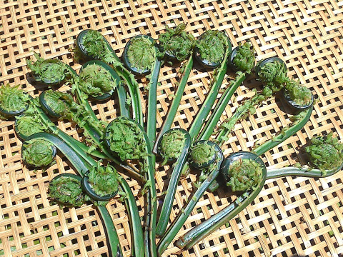 デトックスの春！　飛騨の旬♪　山菜セット！　贅沢なふき味噌も！　この時期だけの味をどうぞ！