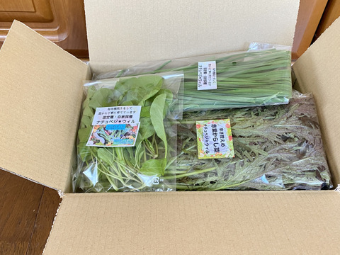 【自然栽培🍀固定種80サイズ】朝採り新鮮！旬菜セットM（３〜５人様向け）