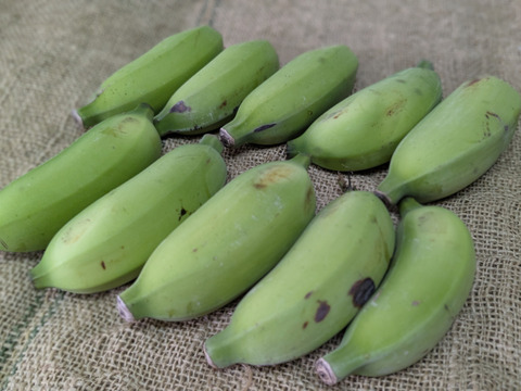 沖縄からの贈り物　ブラジルバナナ1㎏【農薬・除草剤・化学肥料不使用】