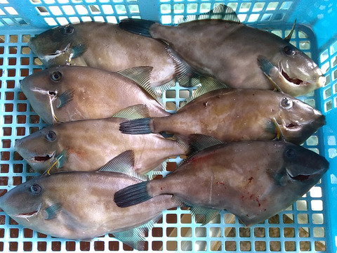肝を喰う　匠の活〆！ウマヅラハギ