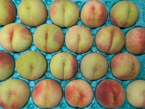 桃川中島白桃20玉