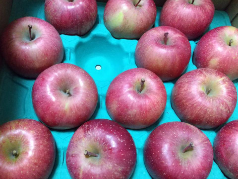 【王道サンふじ】　5㎏　13～20玉　本場青森りんご　農家直送　元気なりんご