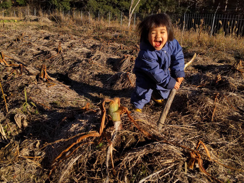 【自然栽培】在来種の里芋 大野在来（大野芋）2kg 煮崩れしにくくまろやかな甘み