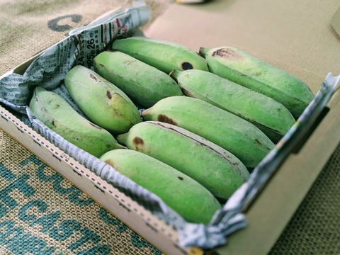 沖縄からの贈り物　アップルバナナ1㎏【農薬・除草剤・化学肥料不使用】