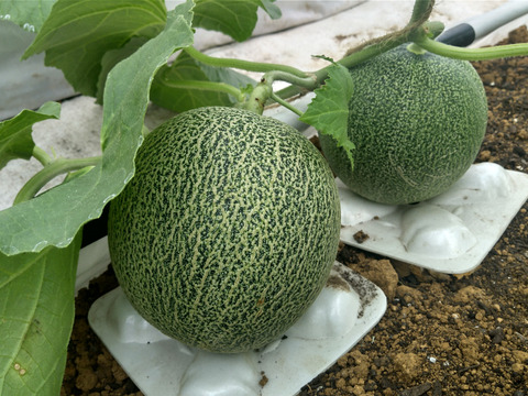 【夏ギフト】甘さスッキリ！ 千葉県富津市産タカミメロン 1.2～1.5kg/個 ×3個入り