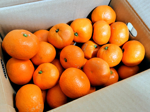 【熟成みかん】濃厚！蔵出しみかん　約3kg