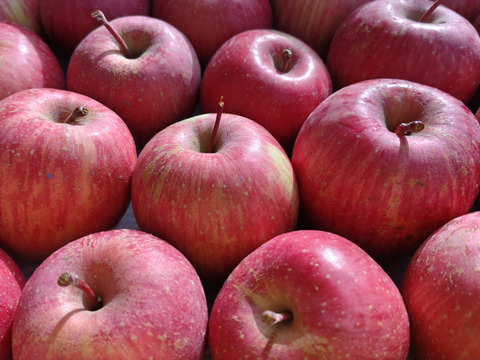 食べきりサイズのかわいい小玉「ふじ」3キロ