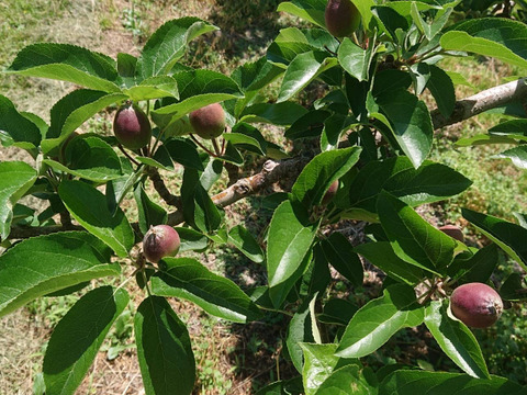 収穫中！「シナノゴールド約3kg入り」スタッフお薦め　ゴールデンデリシャスと千秋の交配種/2品種の良い所どり・瑞々しく　｢パリッとシャリ感最高」です。