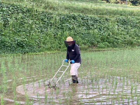 🌾 岡山産きぬむすめ｜玄米10kg（5kg×2袋）農薬不使用、艶やかで甘み広がる上質なお米