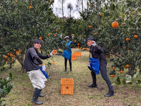 奄美完熟たんかん　贈答化粧箱　（秀品・糖度１１度以上）8個
（光センサー選別 ２Ｌ～Ｌ）