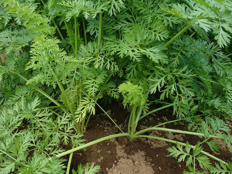 採りたて☆にんじんSM サイズ　生で食べて！