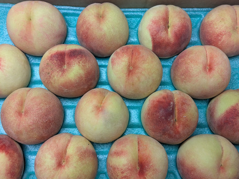 桃川中島白桃5kg16玉入り