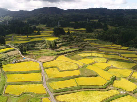 えっ？亀ノ尾？天然水で育てた「亀ノ尾」棚田米　5ｋｇ　令和4年度産米