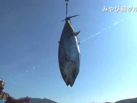 「価格が違う」みやび鮪【トロ尽くしセット1.2kg】 大トロと中トロ不揃い柵 計800gとネギトロ400g