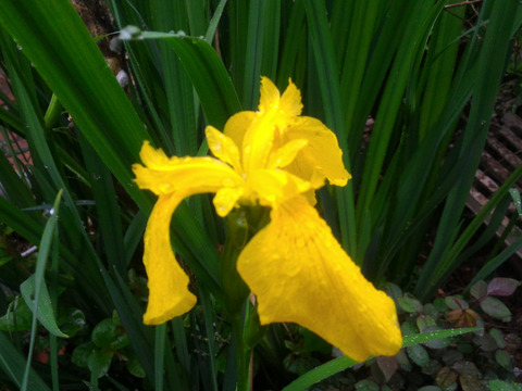 【観賞用 花・植物】【キショウブ】【3号(9cm)ポット】【内容量3ヶ】