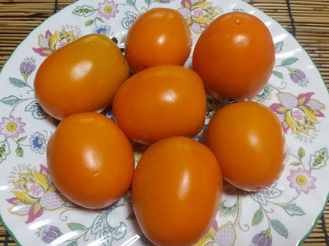 イタリアの調理用トマト３種1.5Kg、サンマルツァーノとサンライズ・ソース、コストルート