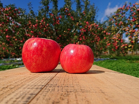 青森県産りんご！　大人気りんご！　糖度13%以上保証　限定販売　100箱　家庭用サンふじ約5キロ