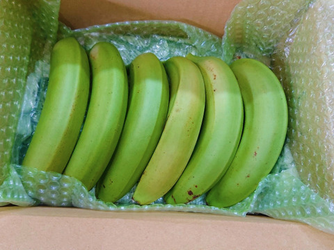 【農薬・化学肥料】幻の品種！グロスミシェル！国産バナナ 特選1.8kg【栽培期間中不使用】