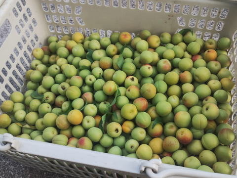 期間限定、少数出荷。小梅・黄色少しあります。まだ固さがあります。レターパックに入る分の約2.8kg。取れたて長野市から発送