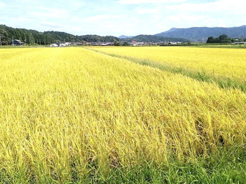 【令和７年・新米予約】♣️品のあるミルキークイーン🌾
京都・京丹後峰山産　特別栽培米3㎏【白米】