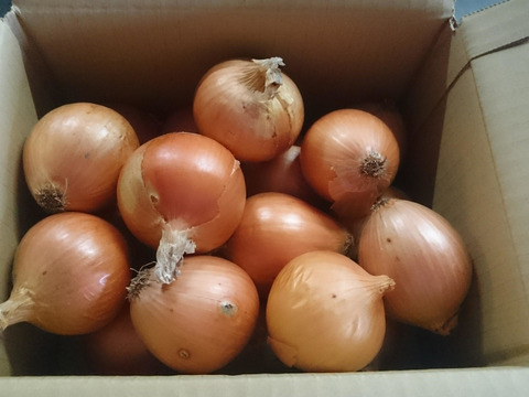 玉ねぎ(ミニミニサイズ)4.5kg 農薬化学肥料不使用