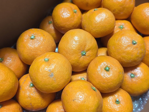 【むいたら最後、止まらない】甘味×酸味が絶妙！ 福みかん《ご家庭用 5kg》｜サイズ混合｜愛媛・西宇和産