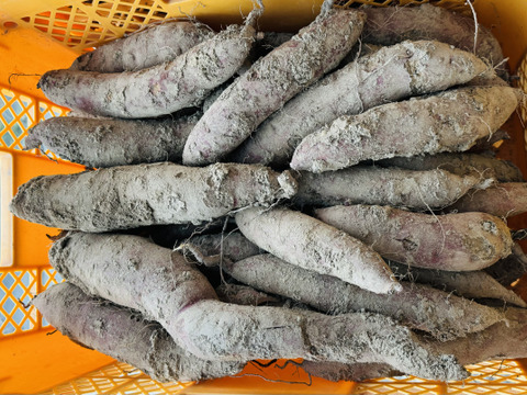 訳あり　中ｻｲｽﾞふくむらさき　5kg 農薬、化学肥料不使用